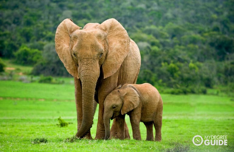 elephant and baby elephant