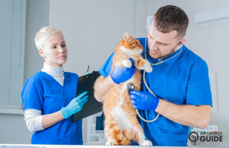 Certified Vet Assistant assisting the vet perform evaluation on cat