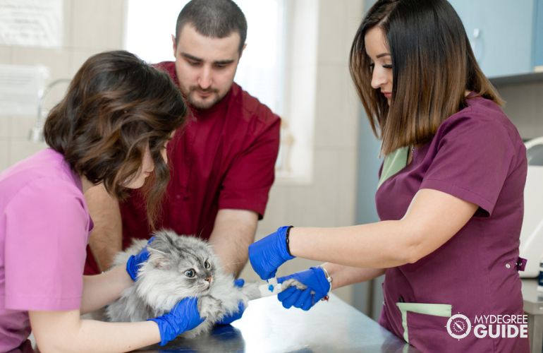 Vet Assistants assisting the vet immobilize a cat